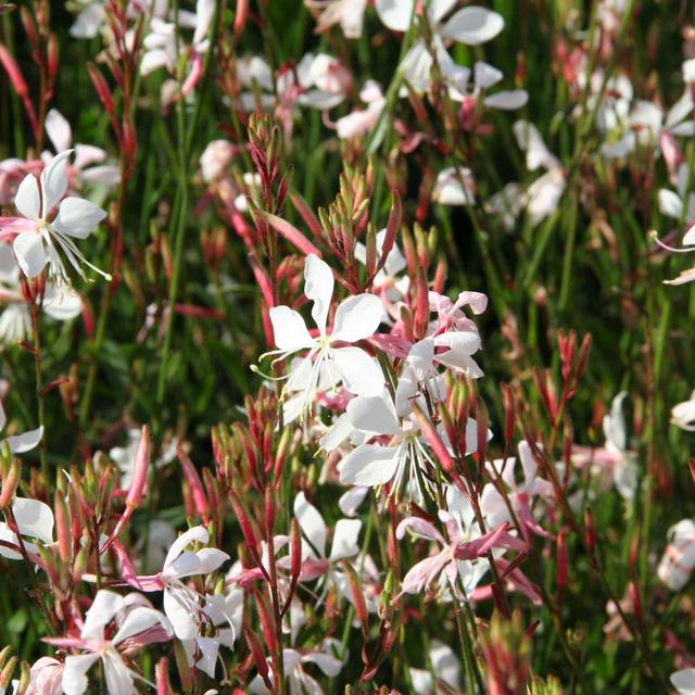 Gaura lindheimeri 'Whirling Butterflies' (Marie-Elise LIENNARD)